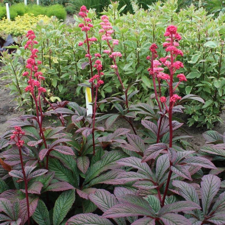 Rodgersia aesculifolia live starter plant, shade perennial with bronze foliage, clumping, 4-inch pot