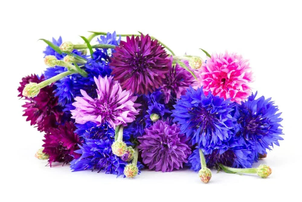 Polka Dot Bachelor Button Seeds - 1,000 Heirloom Non-GMO Centaurea cyanus Seeds for Garden Borders & Containers