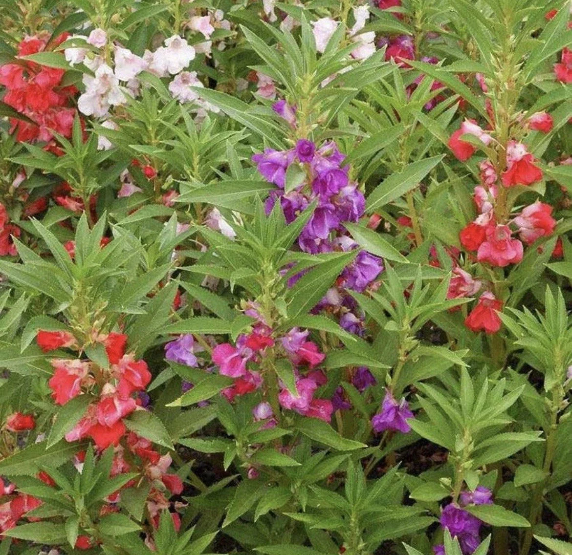 Balsam Flower Seeds Mix - Double Blooms Impatiens Balsamina, Vibrant Colors, Bushy, Compact, 50+ Seeds