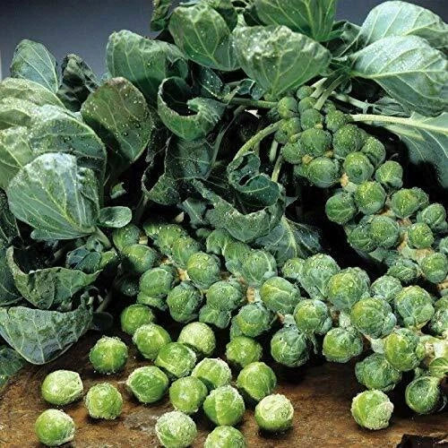 Brussel Sprouts Seeds 100 Catskill Green Variety Brassica oleracea Vegetable Garden Plant