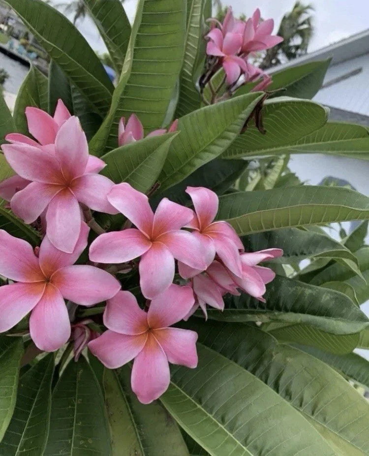 Rooted Pink Hawaiian Plumeria Plant | 8-12 Inches | Frangipani | Plumeria rubra Tropical Flowering Plant