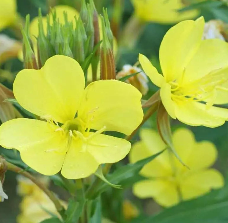 Evening Primrose Seeds 4000+ Biennial Flower Oenothera Lamarckiana for Gardens, Pollinator Attracting, Full Sun