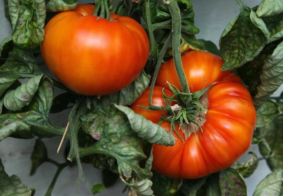 Beefsteak Tomato Seeds - 1000 Heirloom NON-GMO Solanum lycopersicum for Juicy Large Tomatoes, Salad & Sandwiches