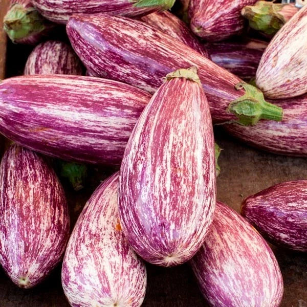 Pandora Striped Rose Eggplant Seeds – 30 Non-GMO Fresh Harvest Solanum melongena for Home Garden & Container Gardening
