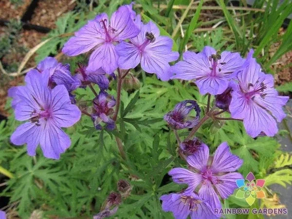 Malviflorum Geranium Seeds - 25+ Pack, Pink White Lavender Blooms, Drought Tolerant, Garden, Pot, Border, Geranium malviflorum