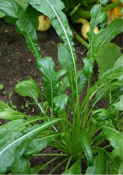 Mibuna Mustard Seeds - 100-2000 Seeds, Mild Flavor, Brassica rapa var. nipposinica