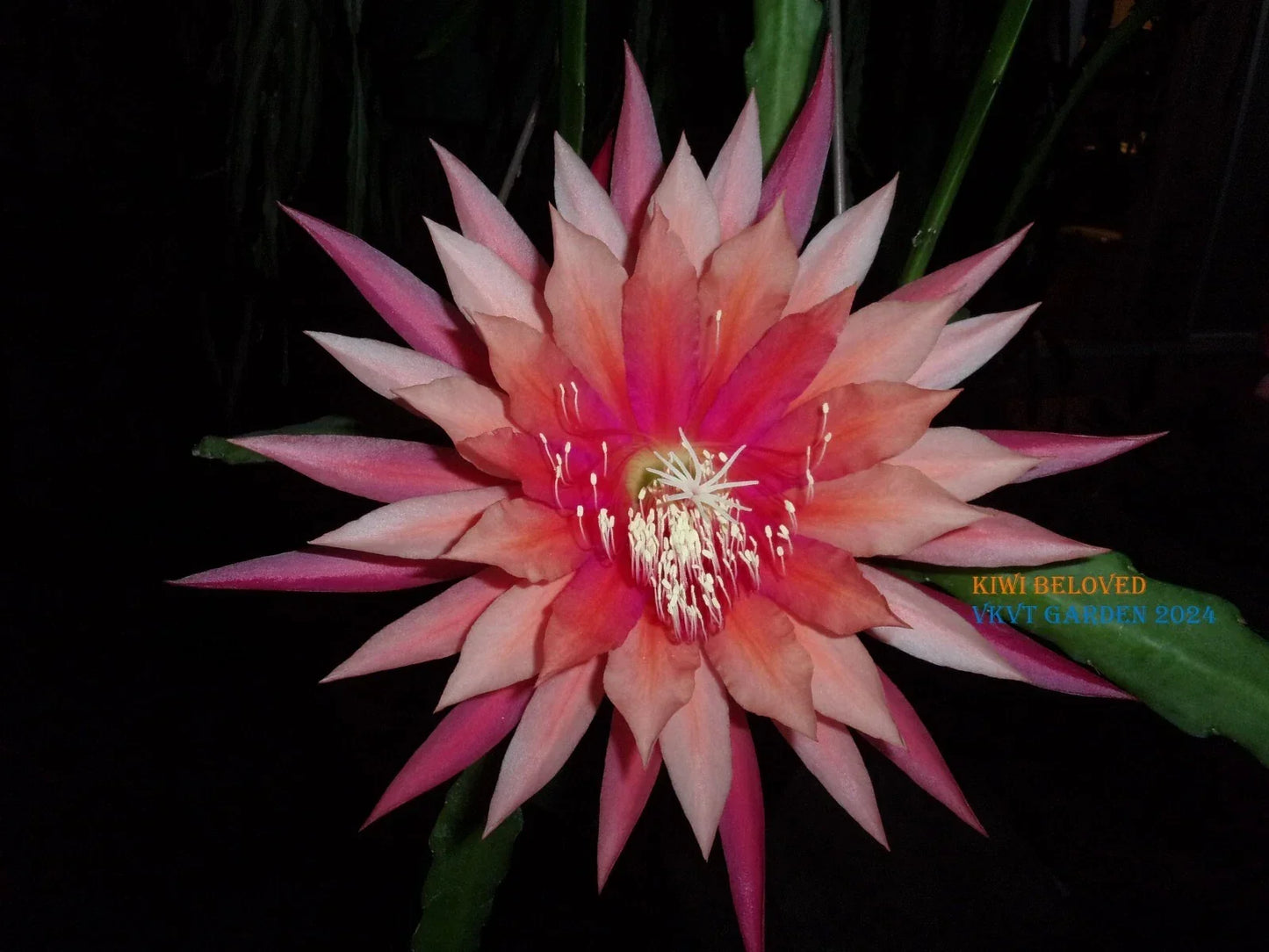 Epiphyllum Orchid Cactus Kiwi Beloved Cutting - Indoor Tropical Succulent Plant