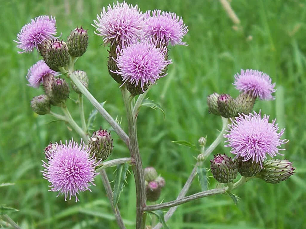 Creeping Thistle Seeds 200+ Pack, Cirsium arvense, Perennial Wildflower, Drought-Resistant, Non-GMO, USA Grown, Free Shipping