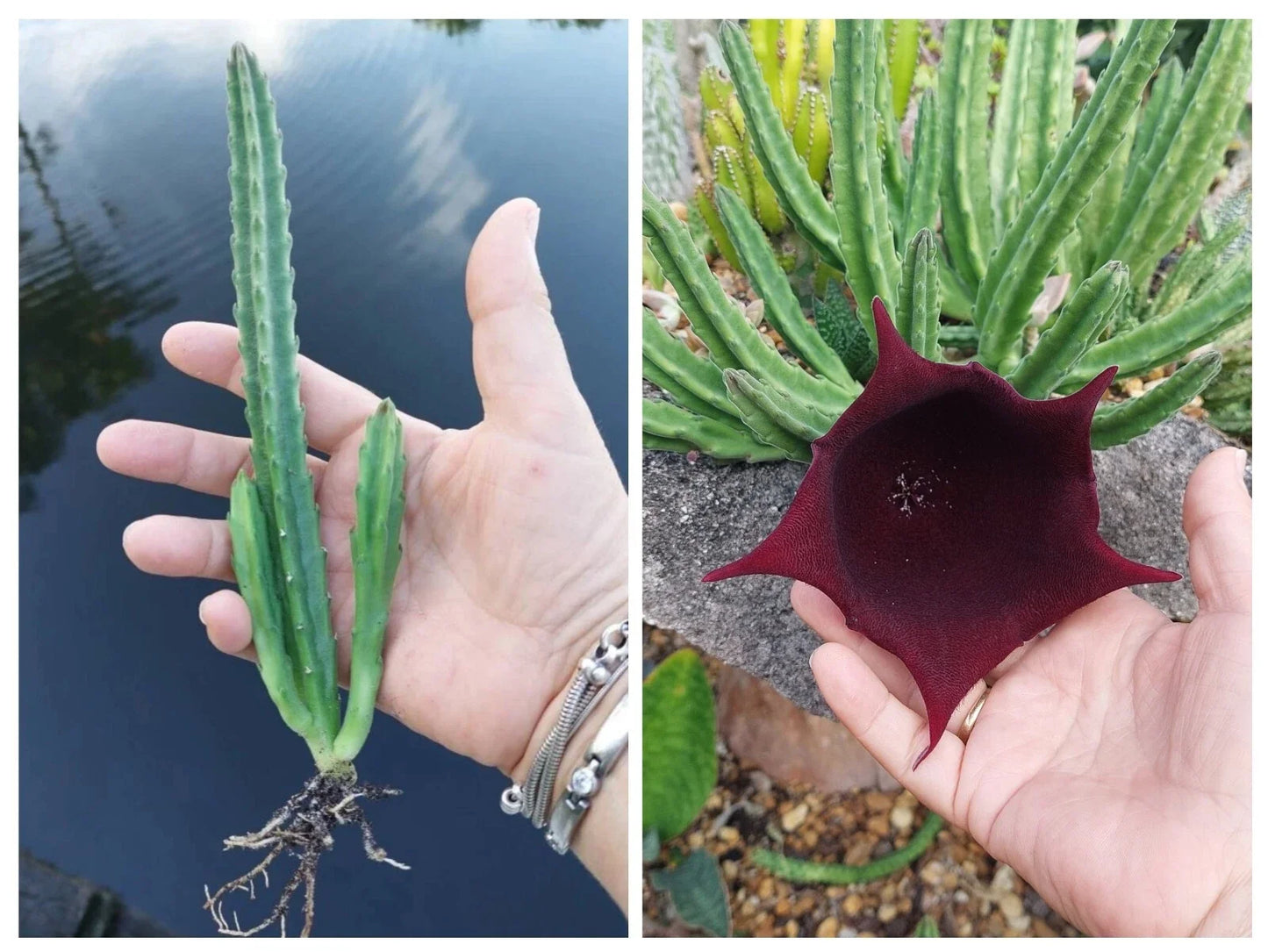 Stapelia Succulent Plant - Black Bell Variety - Exotic Leendertziae - Drought-Tolerant Houseplant - 4-Inch Pot