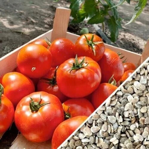 Homestead Tomato Seeds - 30+ Heirloom, Drought Resistant, Non-GMO, Organic Seeds