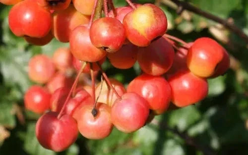 Red Sentinel Crabapple Seeds - 25+ Malus 'Red Sentinel' for Garden Planting, Attracts Pollinators & Birds