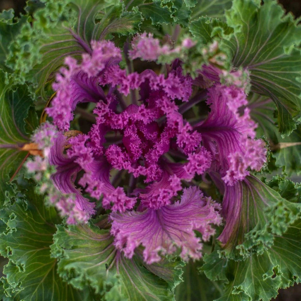 Ornamental Kale Nagoya Red Seeds - 40 Fresh Brassica oleracea Seeds