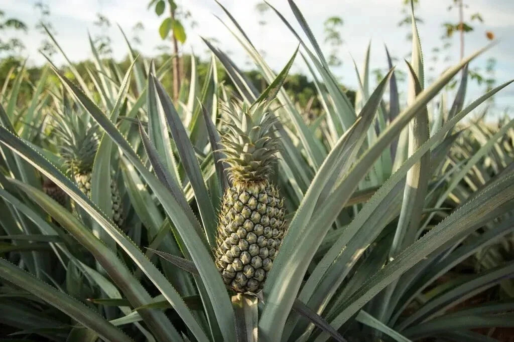 Mordilona Pineapple Seeds Pack of 15 - Ananas comosus - Sweet Yellow Fruit - Garden, Indoor, Pot Planting