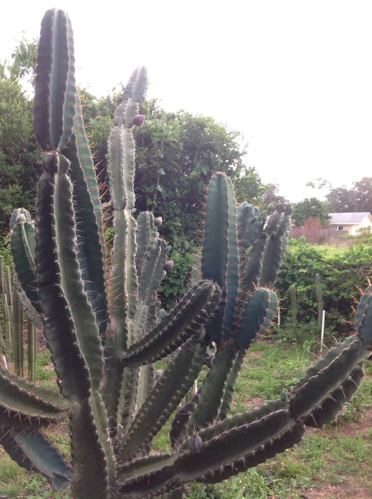Cereus Peruvianus Repandus Seeds - 20 Peruvian Apple Cactus Seeds for Indoor & Outdoor Gardening