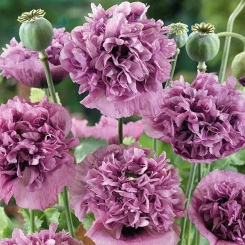 Violetta Blush Poppy Seeds – 200+ Papaver somniferum Flower Seeds for Garden, Borders, Cutting Gardens, USA Seller