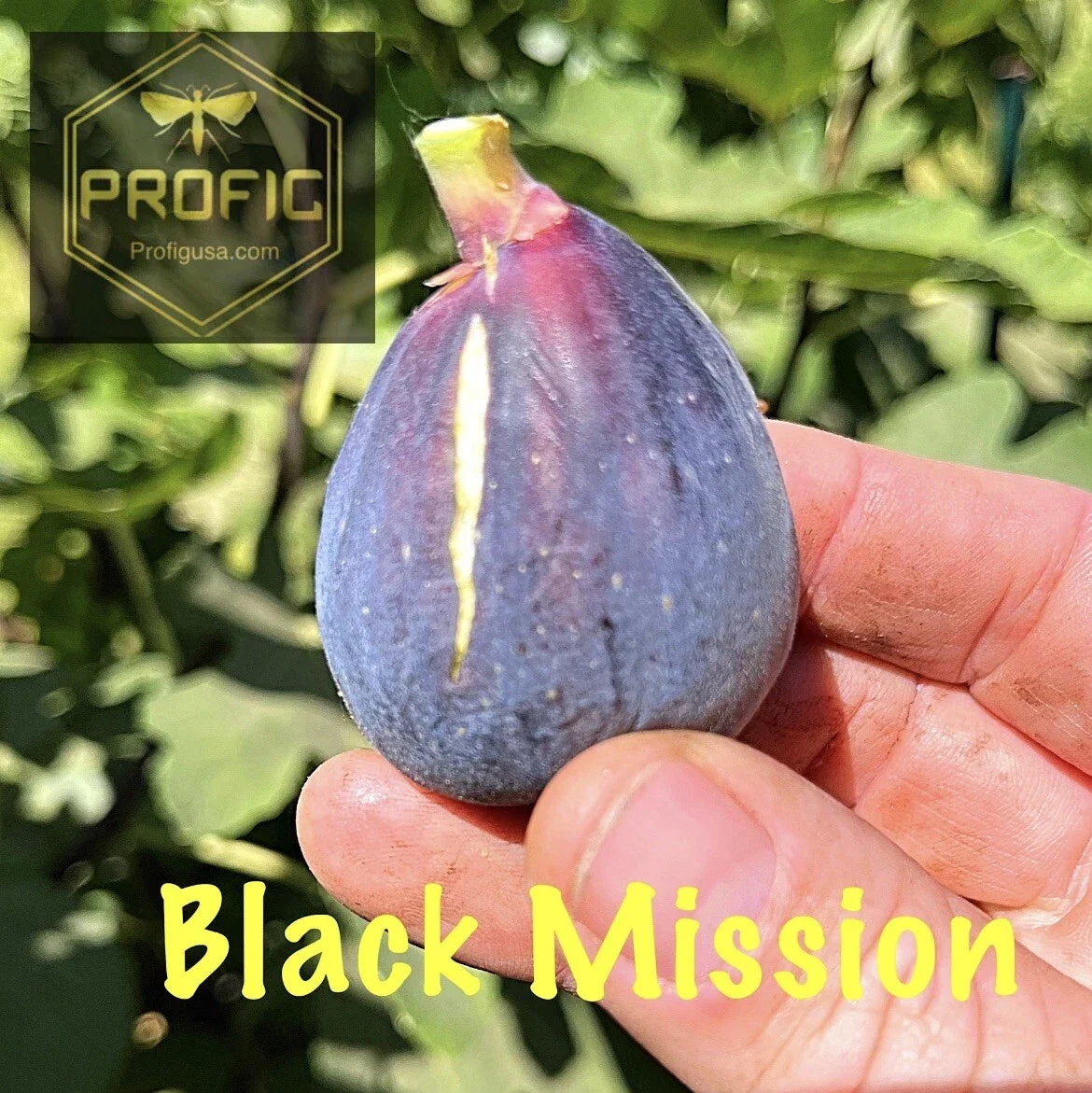 Ficus Black Mission Fig Tree Plant - Cold Hardy, Sweet Figs, Easy Care, Ideal for Gardens & Patios