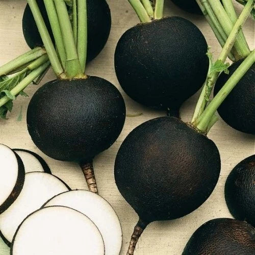 Black Spanish Round Radish Seeds - 200+ Heirloom Organic Non-GMO for Gardening