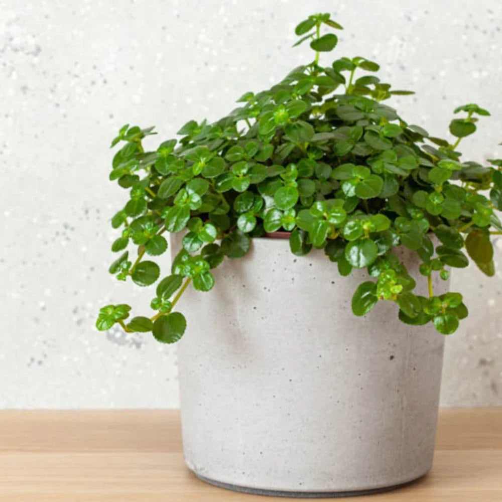 Pilea Baby Tears Live Rooted Starter Plants - Easy Care Indoor Houseplant Pilea depressa