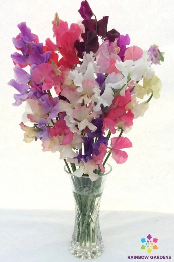 Winter Romance Sweet Pea Seeds - 50+ Pack, Fragrant Climbing Vine, Lathyrus odoratus, Garden Planting, USA Grown