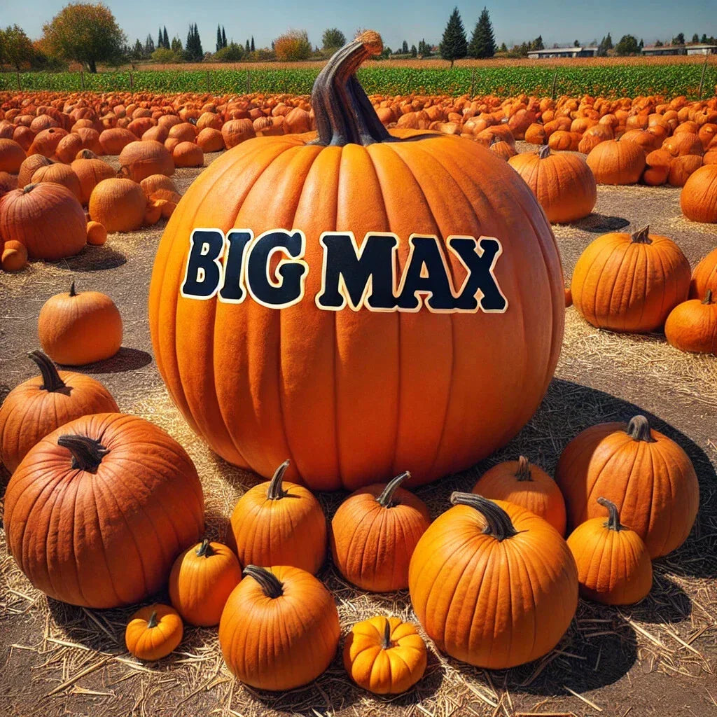 15 Big Max Pumpkin Seeds | Giant Heirloom Non-GMO Variety for Gardens