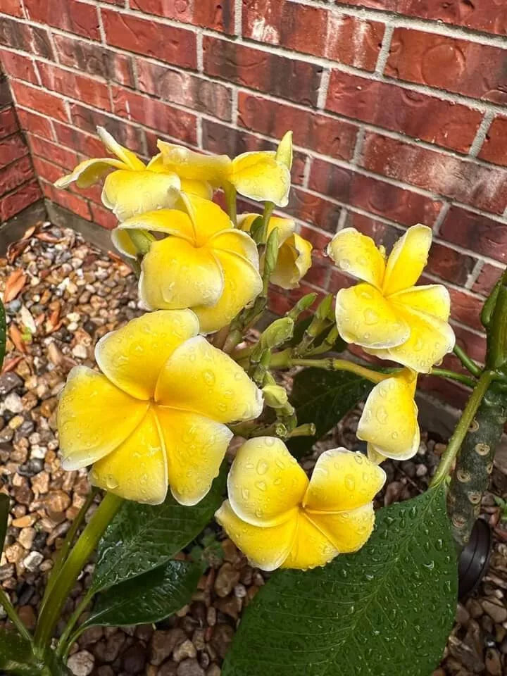 Bali Yellow Plumeria Seedling Plant in 2.5 Inch Pot - Plumeria spp. Tropical Flowering Plant