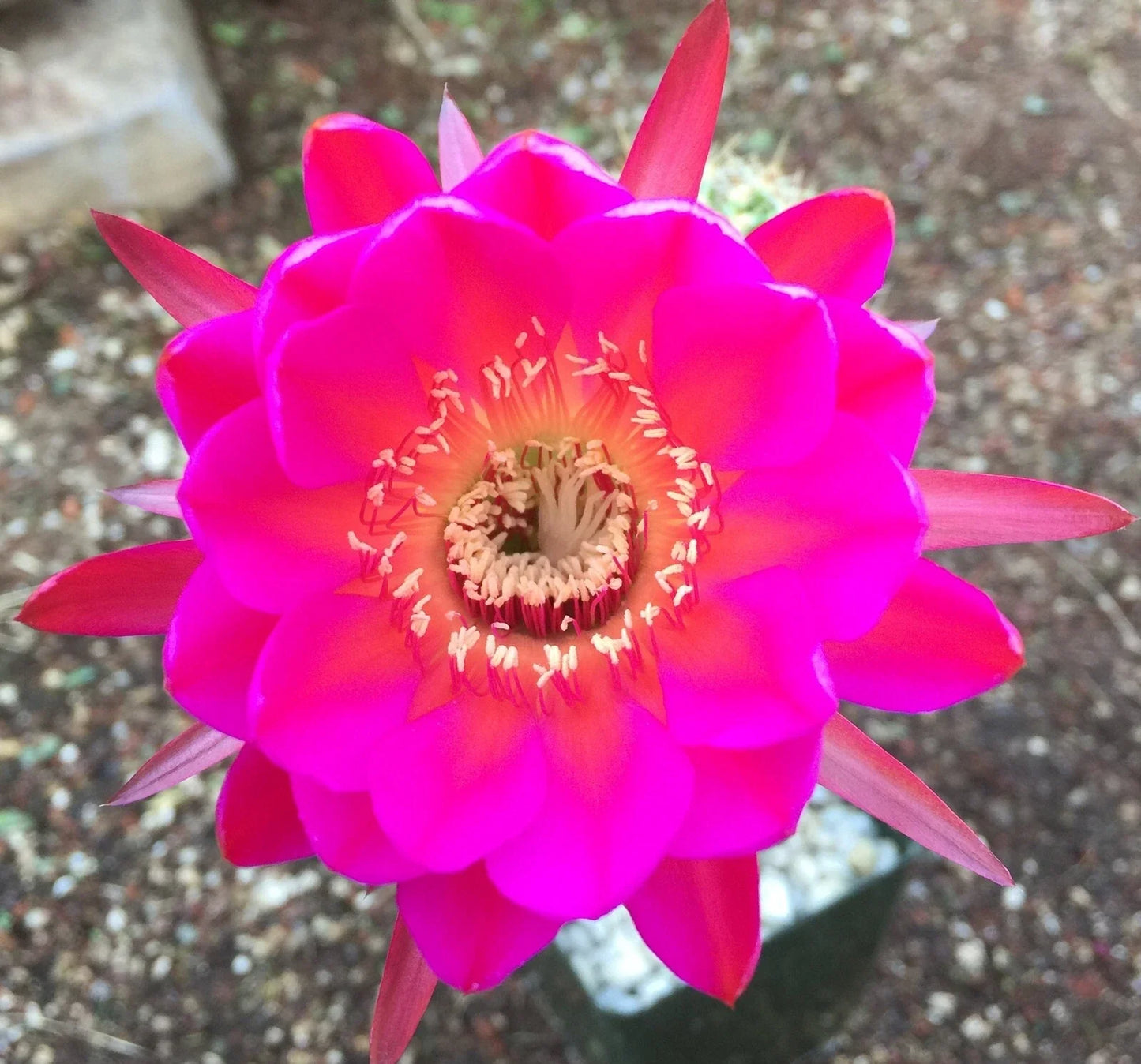 Echinopsis Schick Hybrid Scheherazade Unrooted Cactus Buds - 2" Pot, Unique Flowering Succulent for Collectors