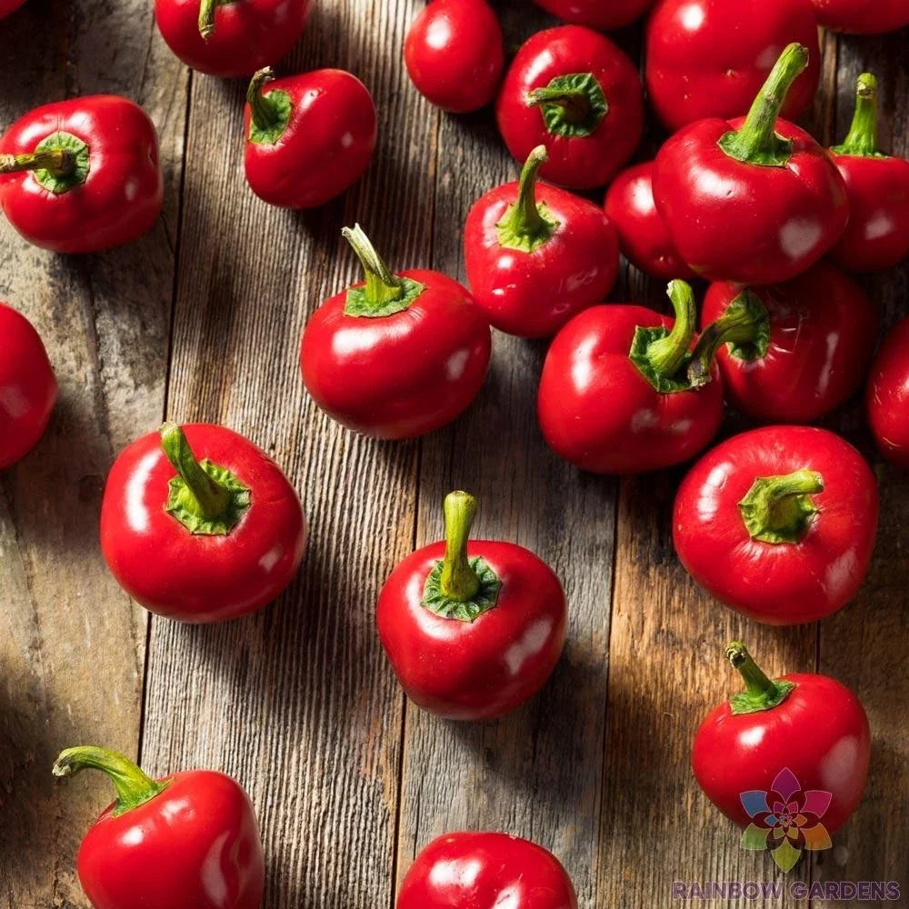 Cherry Bomb Sweet Pepper Seeds - 25+ Count, Capsicum annuum, for Garden Planting, Container & Bed Gardening, USA