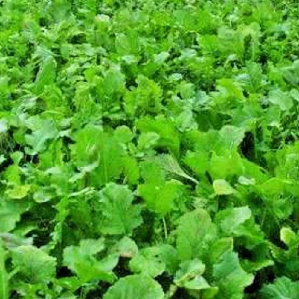 Namenia Turnip Seeds | NON-GMO Heirloom Brassica rapa Seeds | Fresh Vegetable Seeds