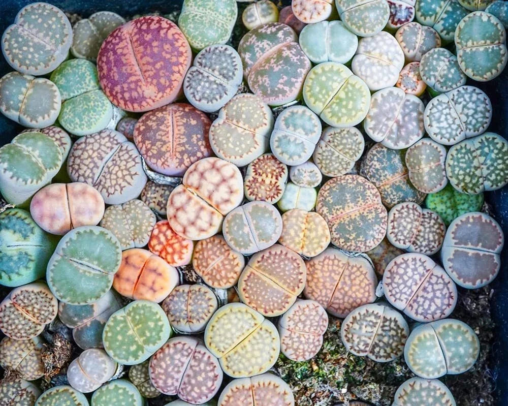 Lithops Seeds 50 Mixed Varieties - Living Stones Succulent Seeds, Lithops spp., Indoor & Outdoor Gardening
