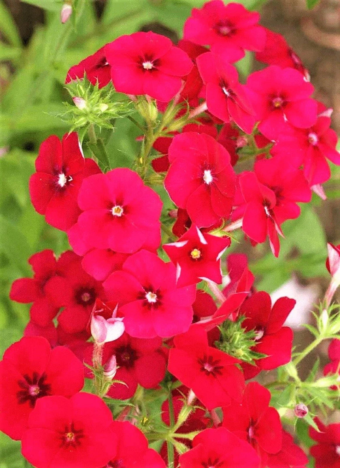 Red Drummond Phlox Seeds - Non-GMO, Vibrant Red Flowers, Phlox drummondii, 100+ Seeds for Borders & Flower Beds