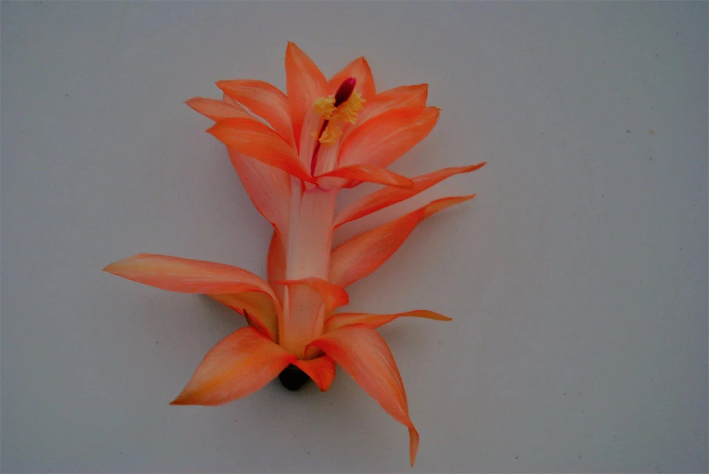 Christmas Cactus Starter Plant - Healthy Braiden Variety Schlumbergera Truncata