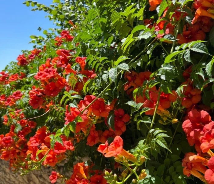 Scarlet Trumpet Creeper Live Bare-Root Plant, 8-12 Inches, Hummingbird Vine, Campsis radicans, Climbing Perennial Vine