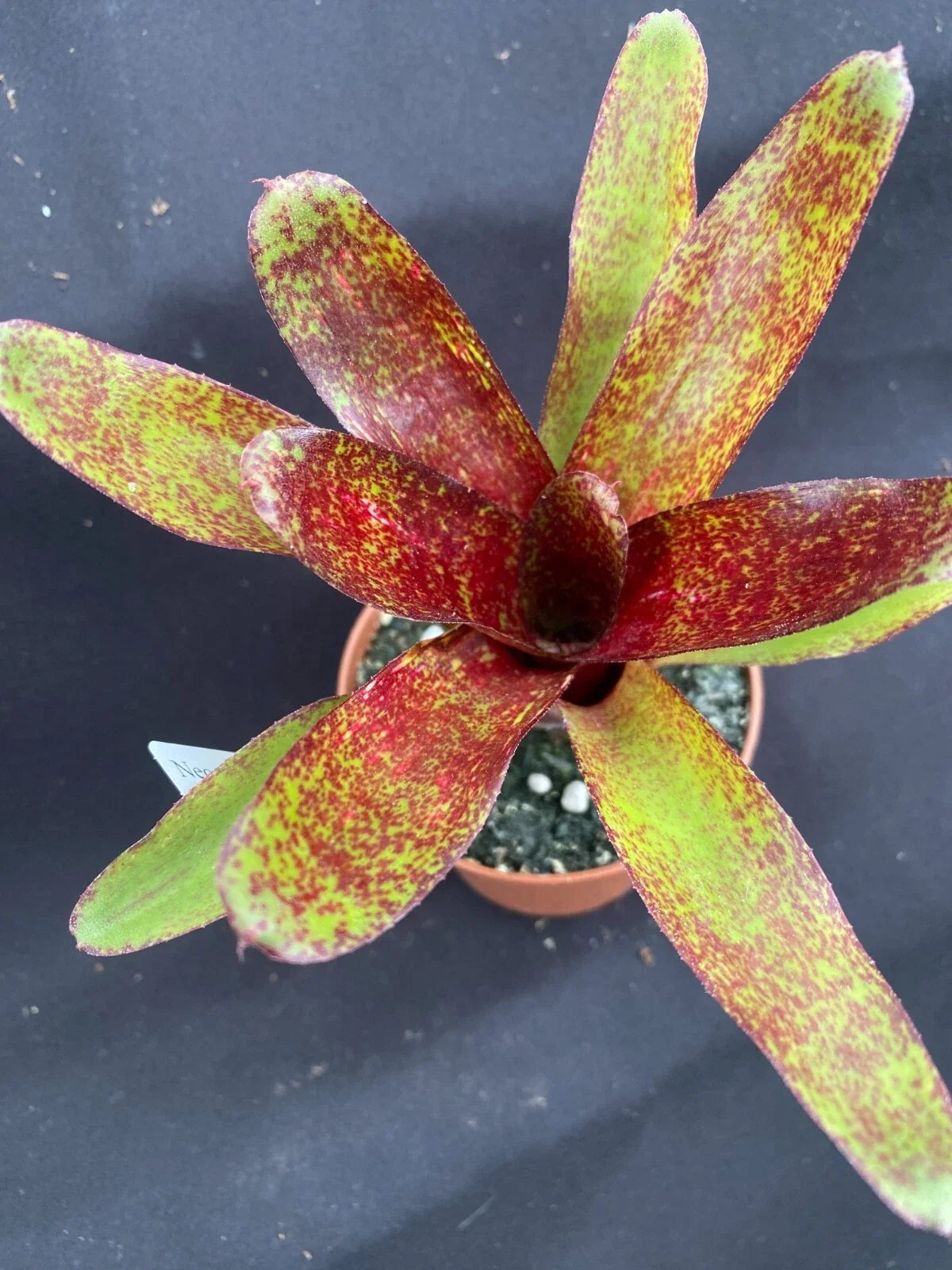 Neoregelia Red Waif Bromeliad - Small Rooted Plant in 3" Pot, Vibrant Red Foliage, Indoor & Outdoor, Low Maintenance