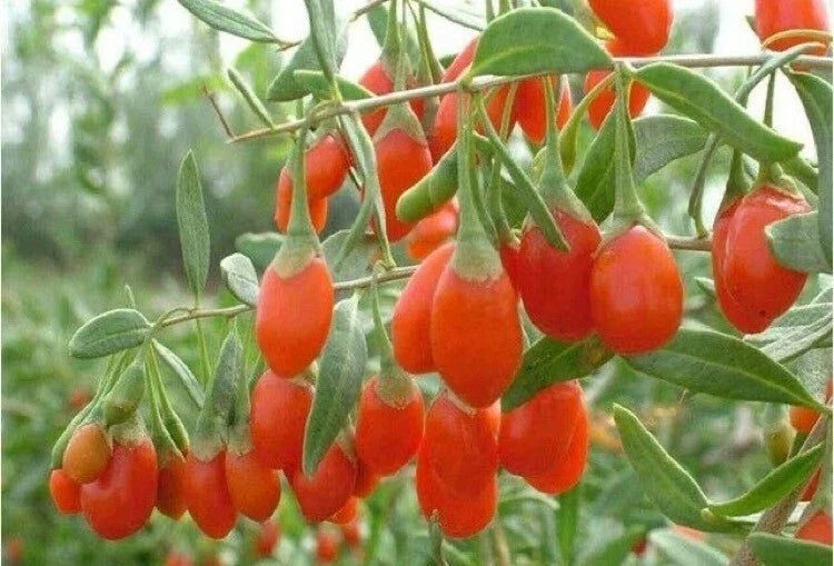 Goji Berry Live Plant 1 QT in Fabric Grow Bag Lycium barbarum Superfood Shrub for Home Gardening