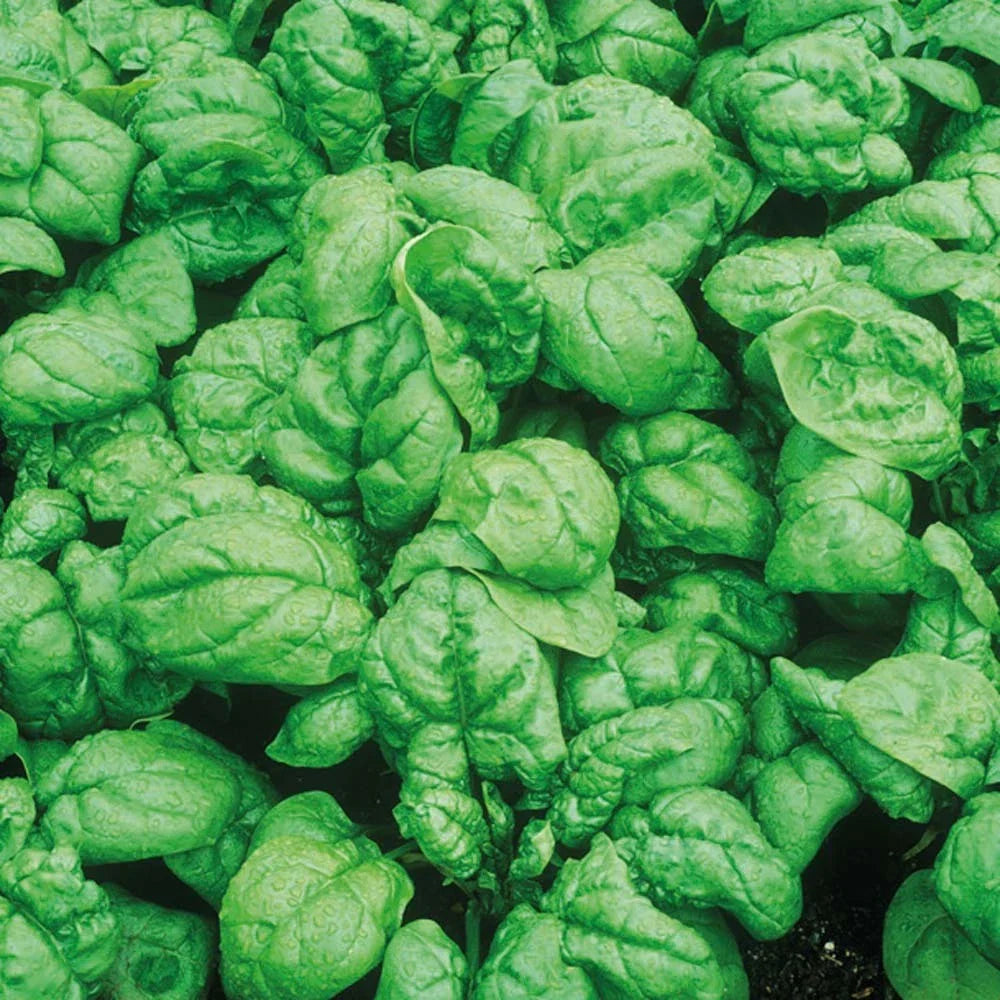Bloomsdale Spinach Seeds - Heirloom Spinacia oleracea for Home Gardens