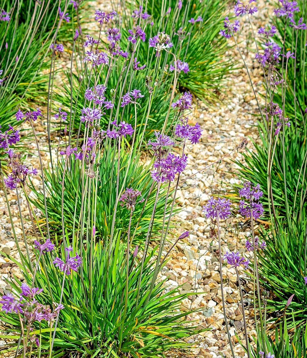 Society Garlic Seeds 50 Count | Ornamental Edible Perennial Flowers Tulbaghia violacea