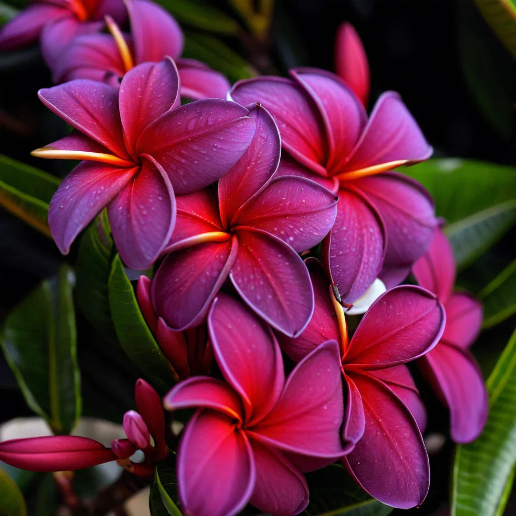 Black Purple Plumeria Seeds - 5 Pack Perennial Hawaiian Flower Lei (Plumeria rubra)