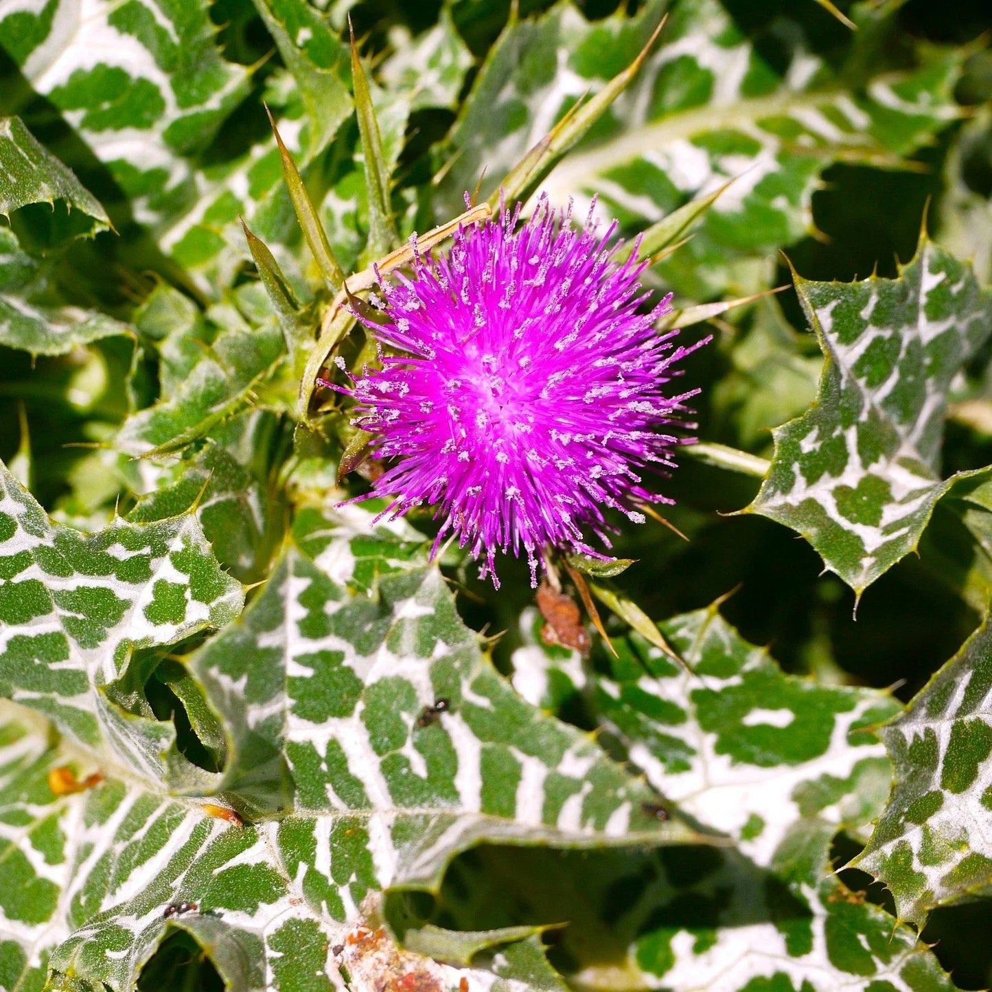 Milk Thistle Seeds Silybum marianum - Whole Seeds for Planting 2025