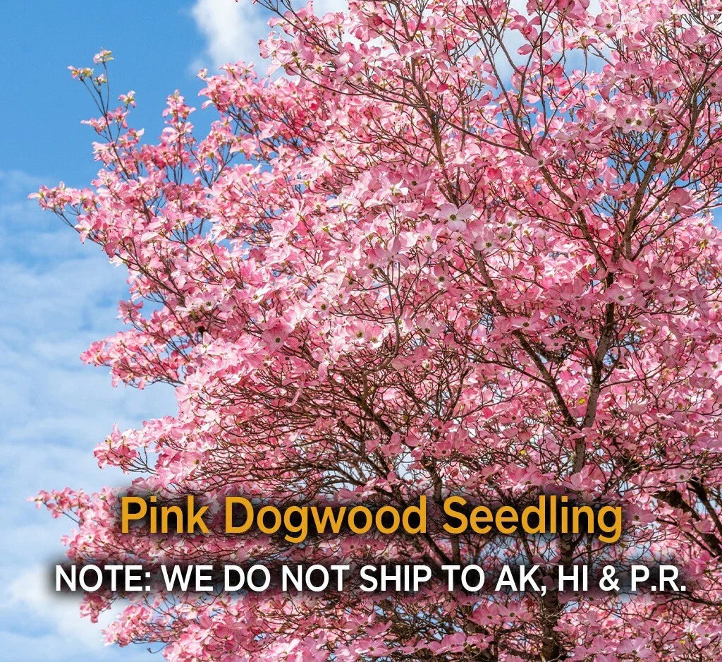Pink Dogwood Tree – 2.5" Pot, Hardy Flowering Tree Cornus florida