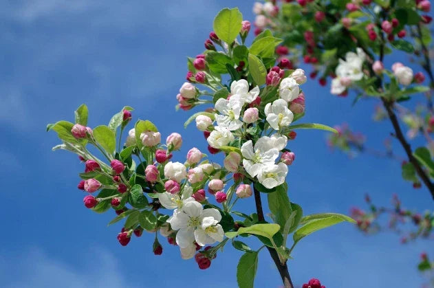 Pink Lady Apple Tree - 6ft Live Malus domestica for Outdoor Gardening