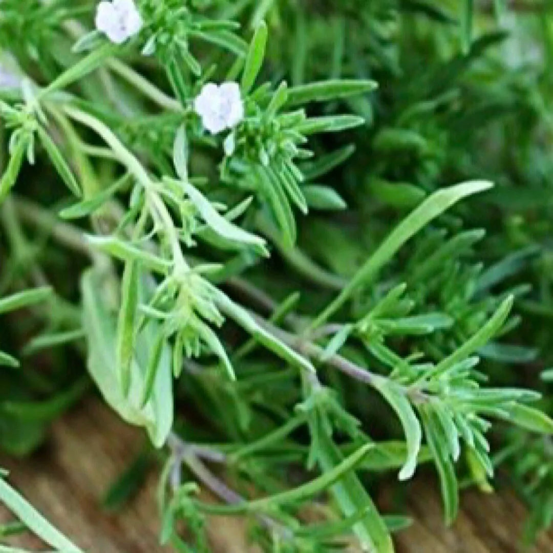 Summer Savory Seeds - 1200+ Count - Satureja hortensis Culinary & Medicinal Herb