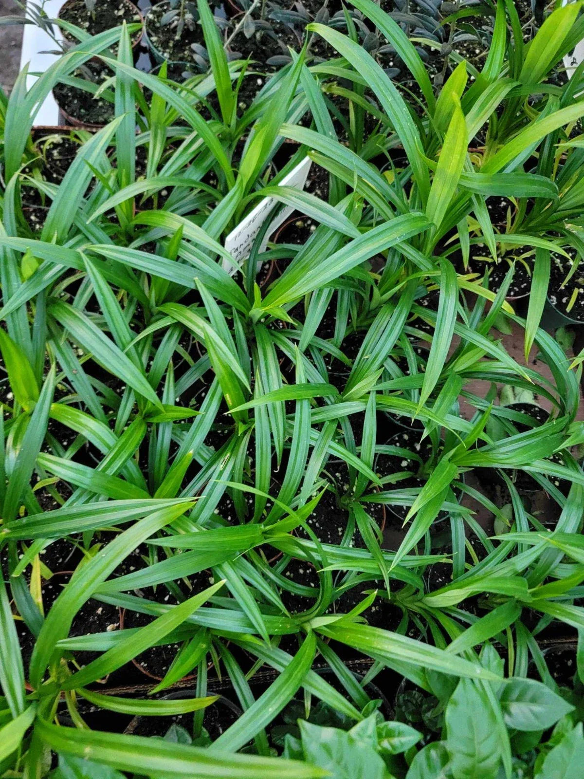 Live Pandan Leaf Plant - Pandanus amaryllifolius in 4 Inch Pot - Aromatic Culinary Herb