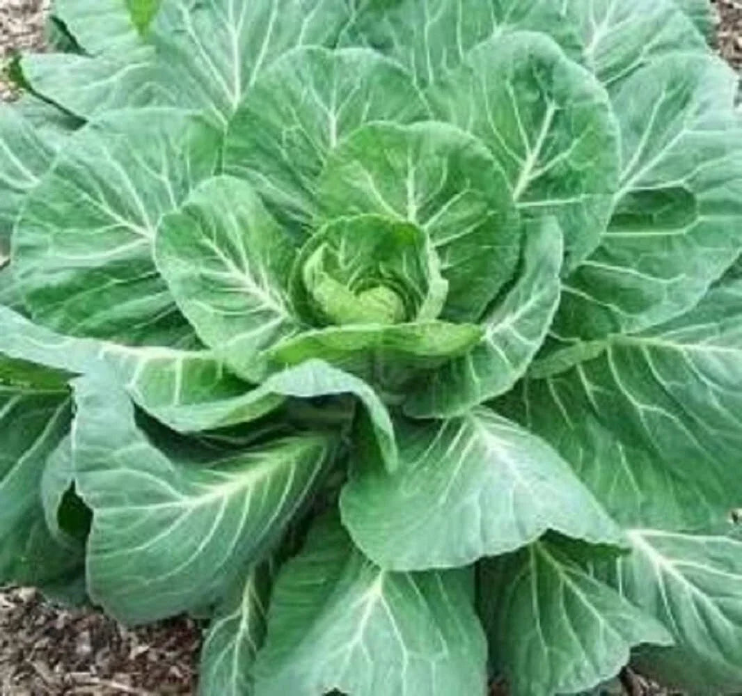 Collard Green Seeds - High-Yield Georgia Variety - Brassica oleracea - Leafy Green Planting Seeds