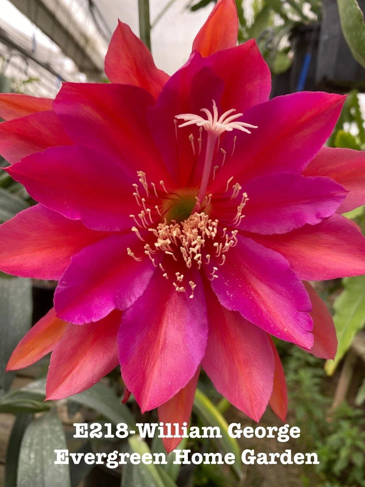 Epiphyllum Orchid Cactus Plant in 4" Pot, William George Variety, Rooted Indoor Houseplant, Epiphyllum oxypetalum