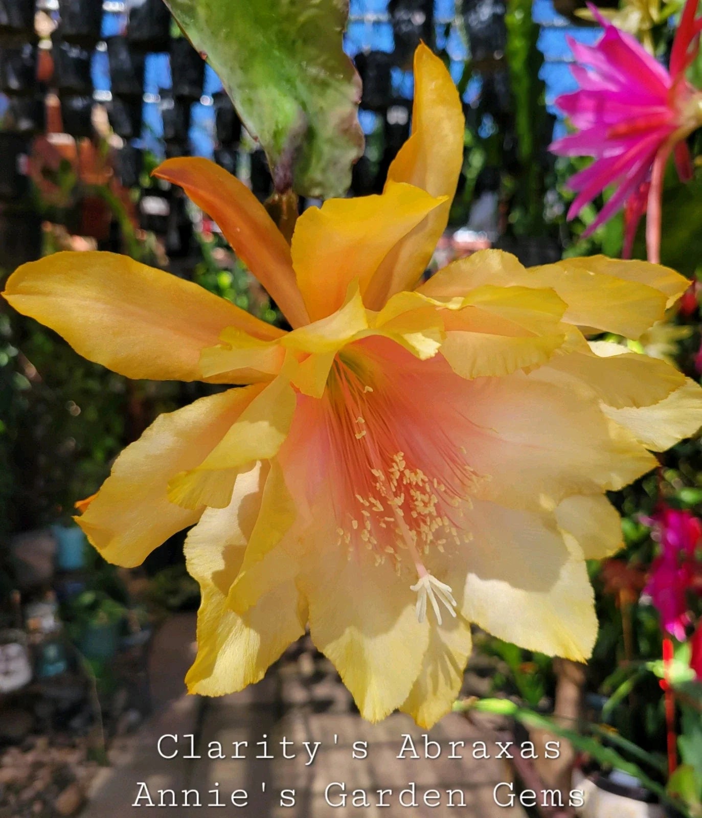 Epiphyllum Clarity's Abraxas Orchid Cactus 4-Inch Pot - Vibrant Color, Well-Rooted Houseplant, Unique Indoor Cactus
