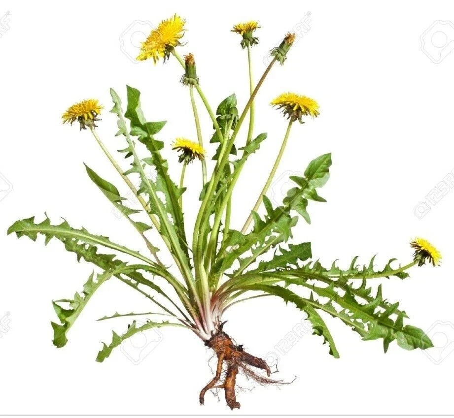 Wild Organic Dandelion Plants Bare Root – 75+ Taraxacum officinale Heirloom, Perennial, Bright Yellow Flowers