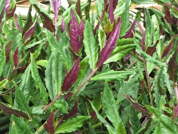 Okinawa Spinach Starter Plant Gynura Crepioides Green & Purple Foliage Edible Ground Cover