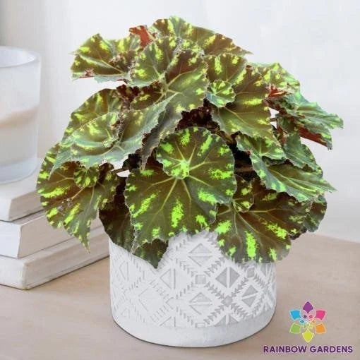 Neon Splash Begonia Seeds - 25+ Pack for Garden Planting - Begonia rex - Vibrant Foliage, Shade-Loving, Perennial Seeds
