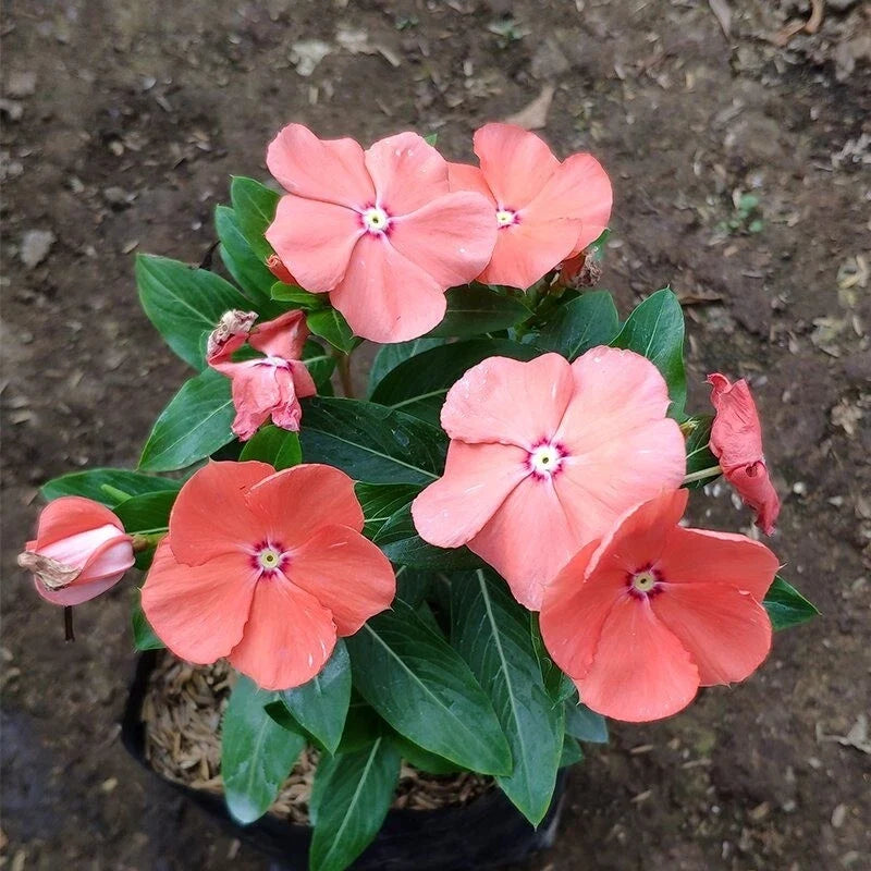 Vinca Seeds 1000 Count Sunsplash Peach Non-GMO Catharanthus roseus Garden Flowers for Borders & Containers