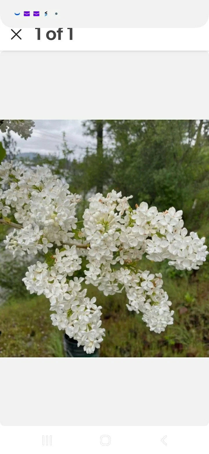 Bare Root Lilac Bushes 10 Pack Purple & White Syringa vulgaris Fragrant Shrubs for Garden Planting